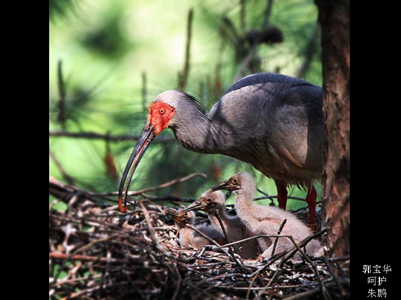郭宝华 呵护 朱鹮